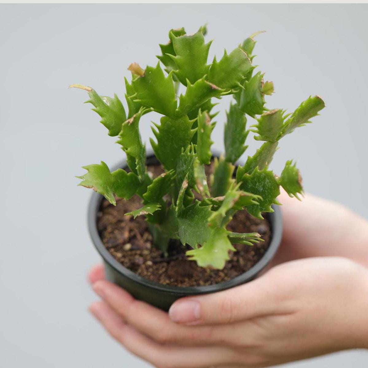 Thanksgiving Cactus in a 4" Nursery Pot - Schlumbergera Truncata - Indoor Succulent Plant - Low light Gift Houseplant - Pet Safe Plant