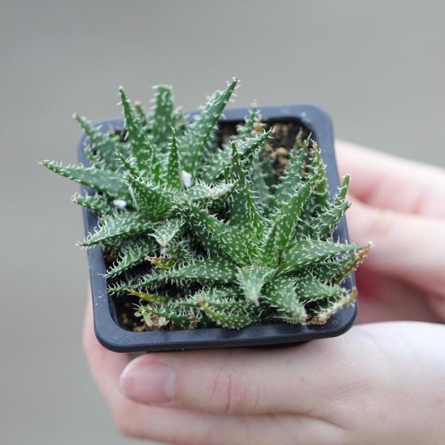 Aloe Pepe in a 3" Nursery Pot -Succulent Plant - Charming Mini Indoor Cactus - Low-Maintenance Plants for Small Spaces – Perfect for Gifting