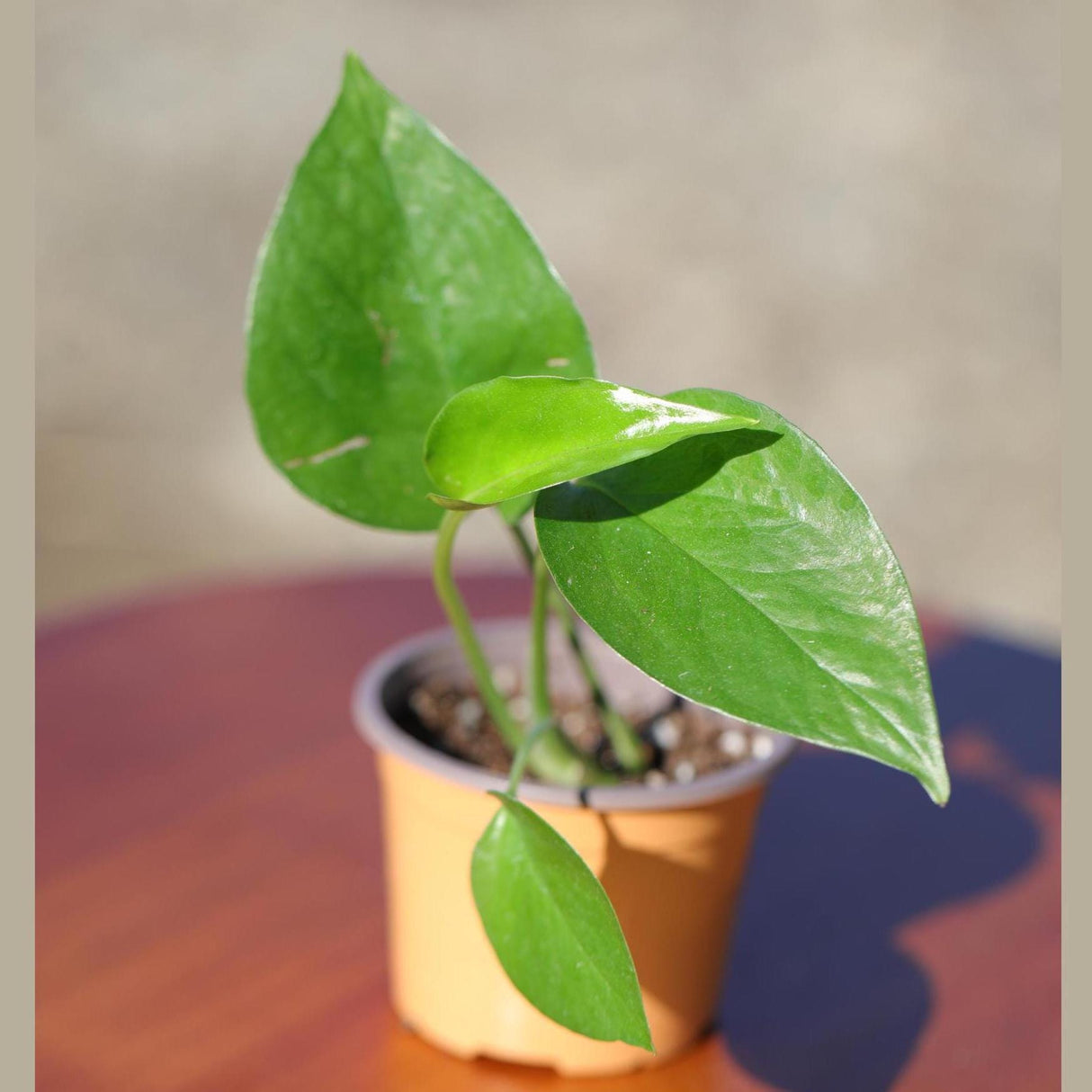 Jade Pothos in 2” Pot - Epipremnum Aureum Jade - Vining Low Light Indoor Plant - Air Purifying Tropical Houseplant - Live Indoor Plant