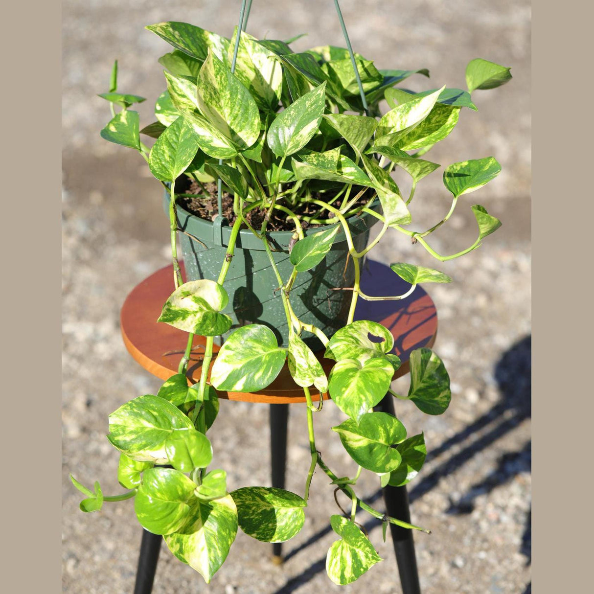 Golden Pothos in a 4" & 6" Nursery Pot - Easy Care Houseplant - Low light Indoor Plant - Desk / Shelf / Hanging Basket Plant / Air purifier plant