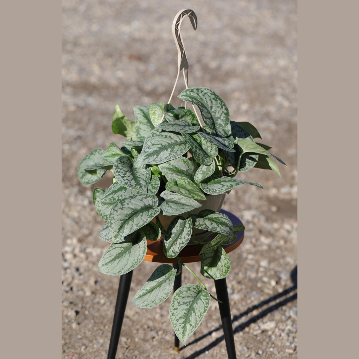 Scindapsus Silver Exotica Plant in 8" Hanging Basket - Silver Satin Pothos Plant - Rare Vining Indoor Plant - Scindapsus Pictus Exotica