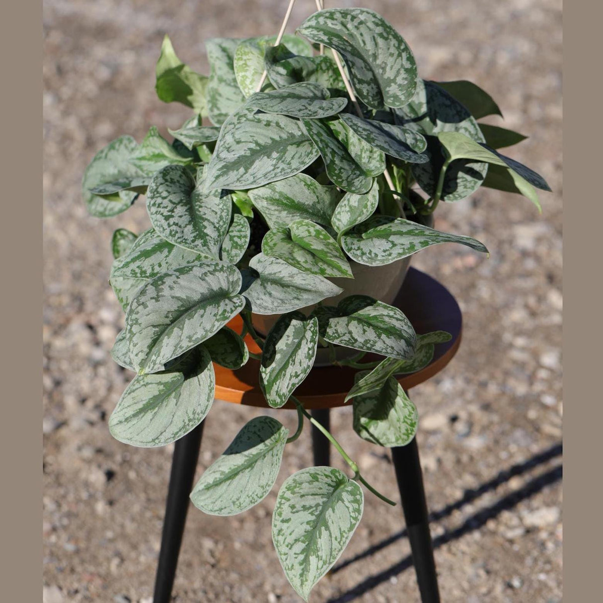 Scindapsus Silver Exotica Plant in 8" Hanging Basket - Silver Satin Pothos Plant - Rare Vining Indoor Plant - Scindapsus Pictus Exotica
