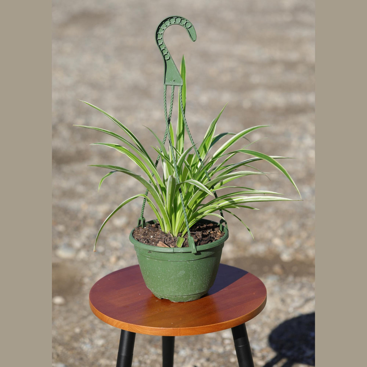 Variegated Spider Chlorophytum Bonnie in 5" Hanging Basket - Easy to Grow - Curly Spider Live Plant - Long Vines Houseplant - US Seller