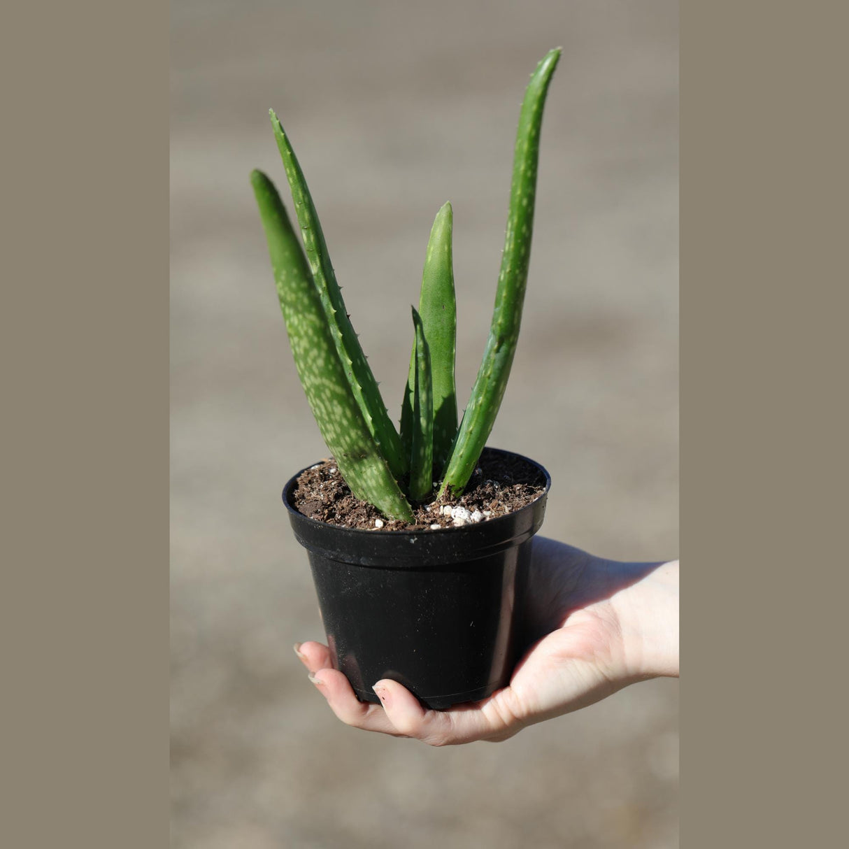 Aloe Vera Plant in a 4" Nursery Pot - Suucculent Plant - Air Purifying Plant - Low Light Houseplant - Medicine Plant - Easy Indoor Plant