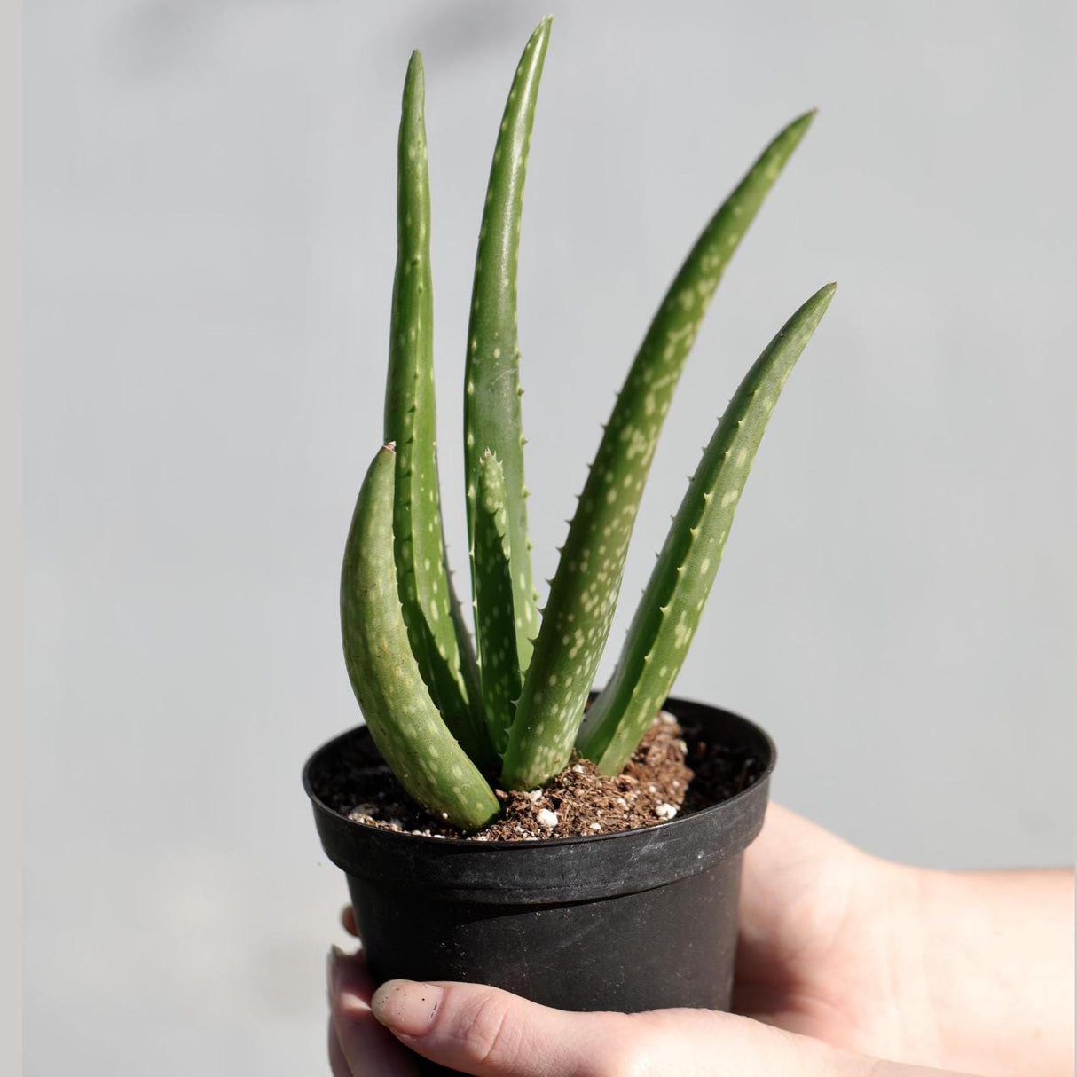 Aloe Vera Plant in a 4" Nursery Pot - Suucculent Plant - Air Purifying Plant - Low Light Houseplant - Medicine Plant - Easy Indoor Plant