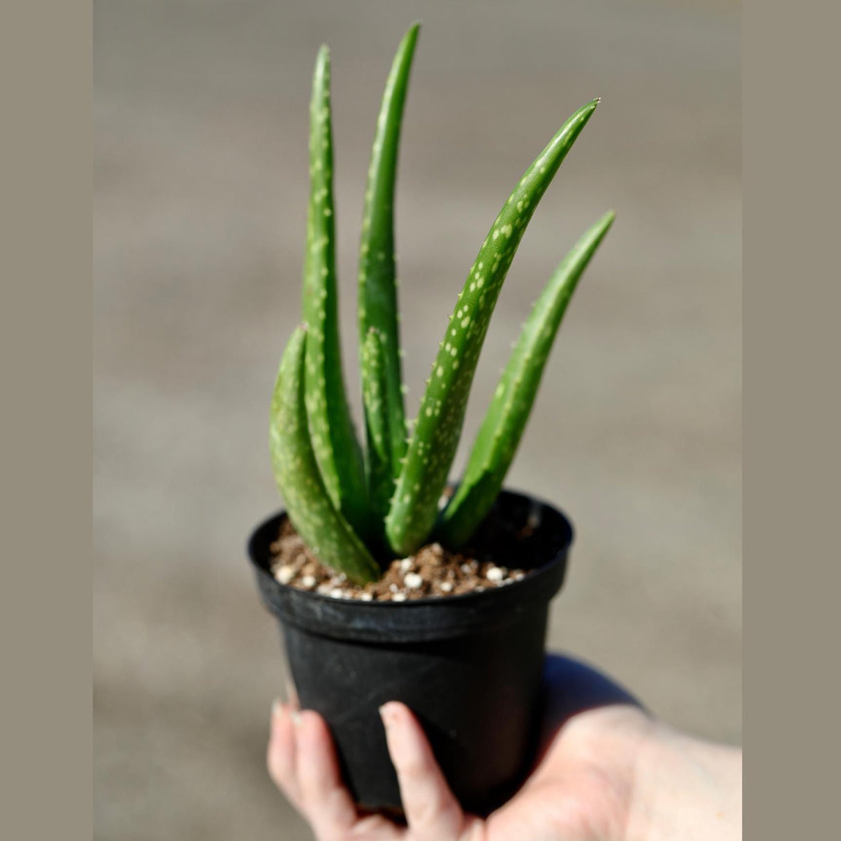 Aloe Vera Plant in a 4" Nursery Pot - Suucculent Plant - Air Purifying Plant - Low Light Houseplant - Medicine Plant - Easy Indoor Plant