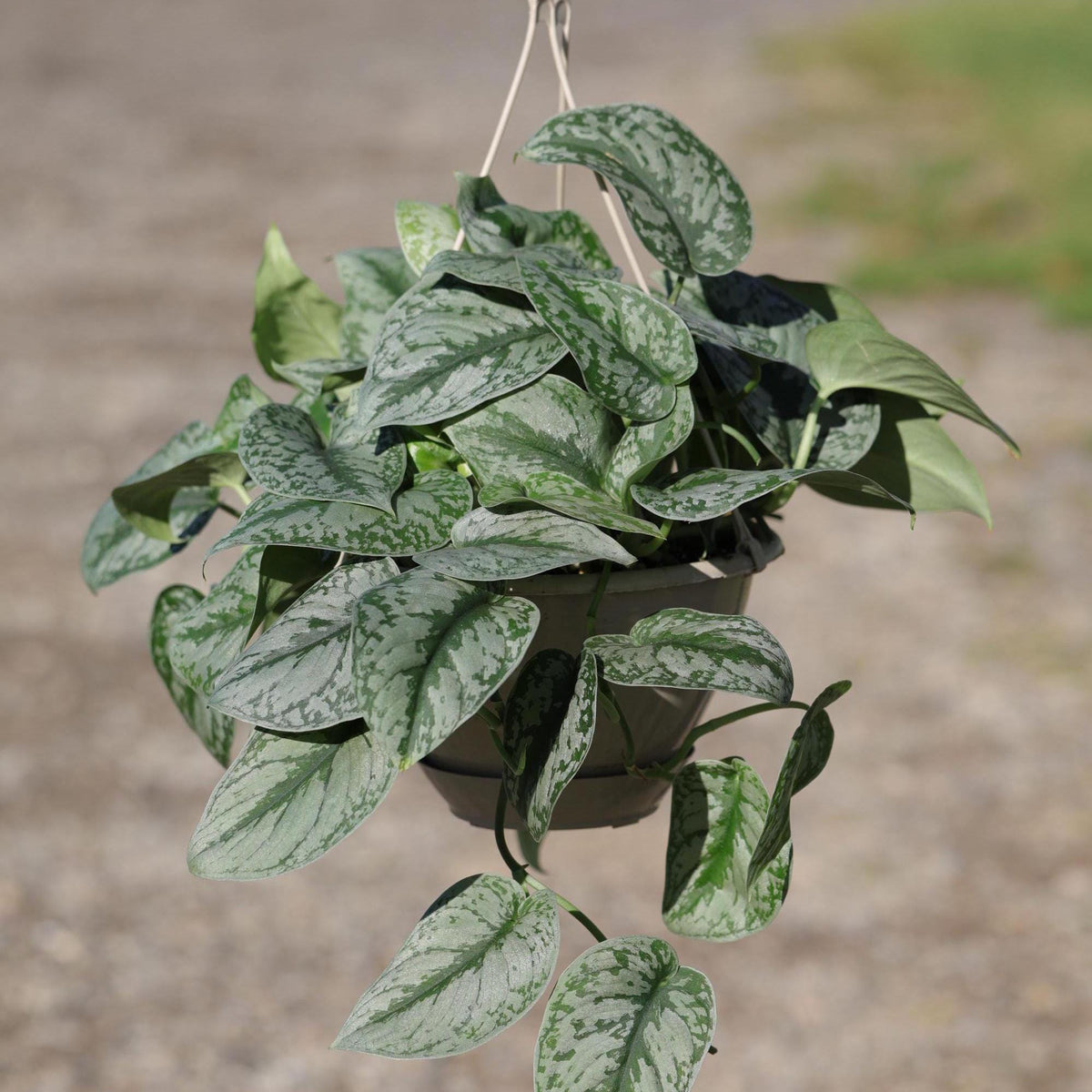 silver exotica pothos Scindapsus Silver Exotica Plant in 8