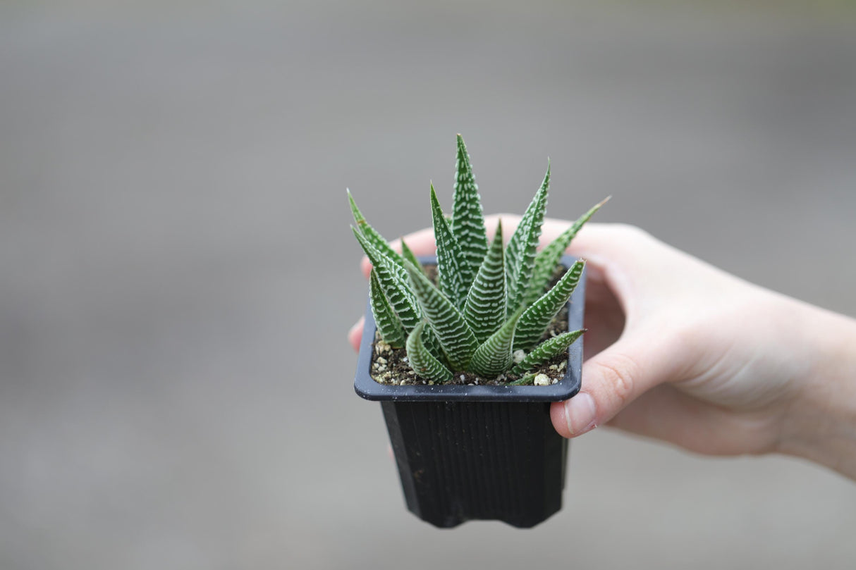 Haworthia Limifolia in a 2" Pot- Succulent Plant - Zebra Aloe - Mini Indoor Cactus - Easy Care Indoor Plant - Low Maintenance Houseplant
