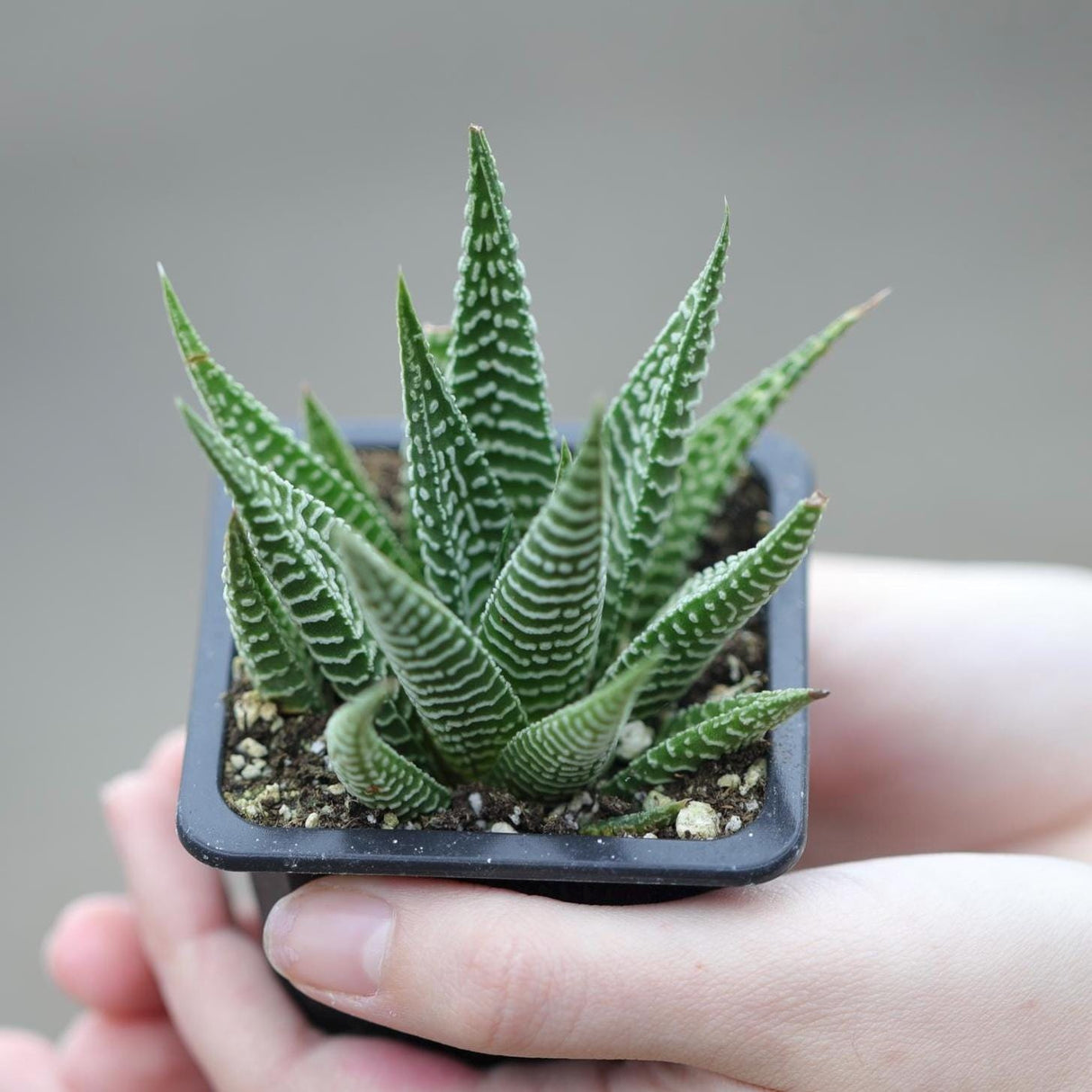 Haworthia Limifolia in a 2" Pot- Succulent Plant - Zebra Aloe - Mini Indoor Cactus - Easy Care Indoor Plant - Low Maintenance Houseplant