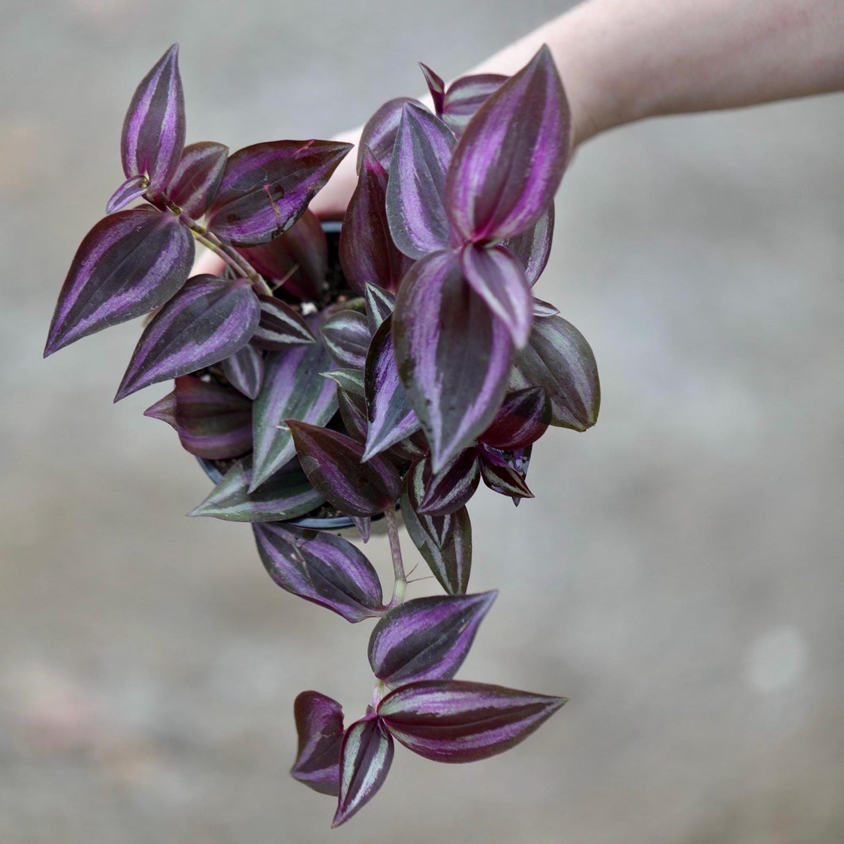 Purple Wandering Jew in 4 ” Grow Pot - Tradescantia Wandering Dude Plant - Air Purifying Houseplant - Pet Safe Indoor Plant -Low light Plant