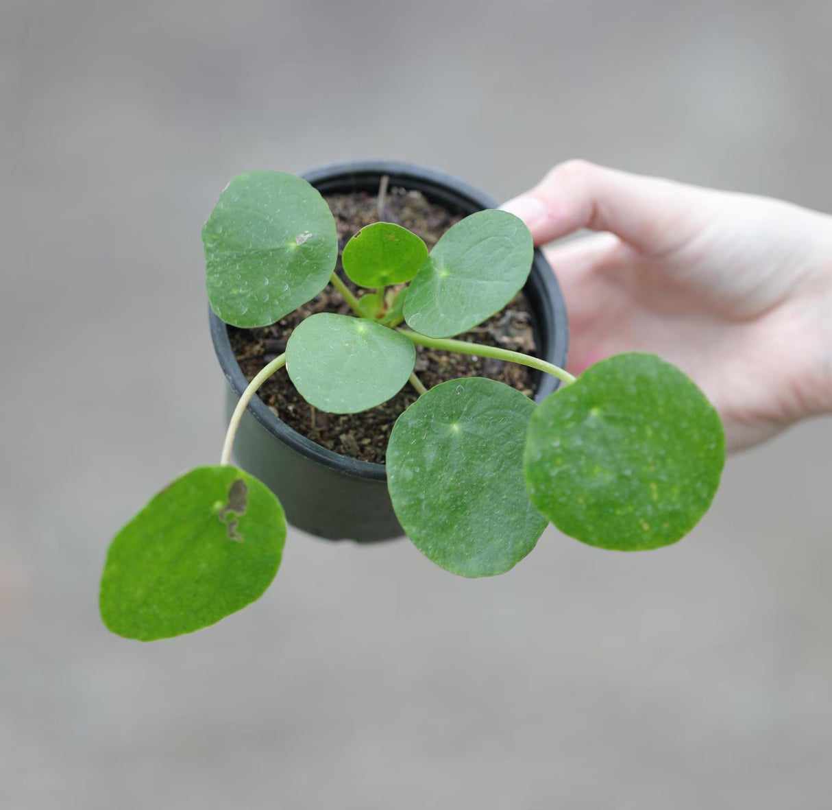 3" Chinese Money Plant Bulk 10 Pots Live Pilea Peperomioides Plants (Case of 10 Pots)