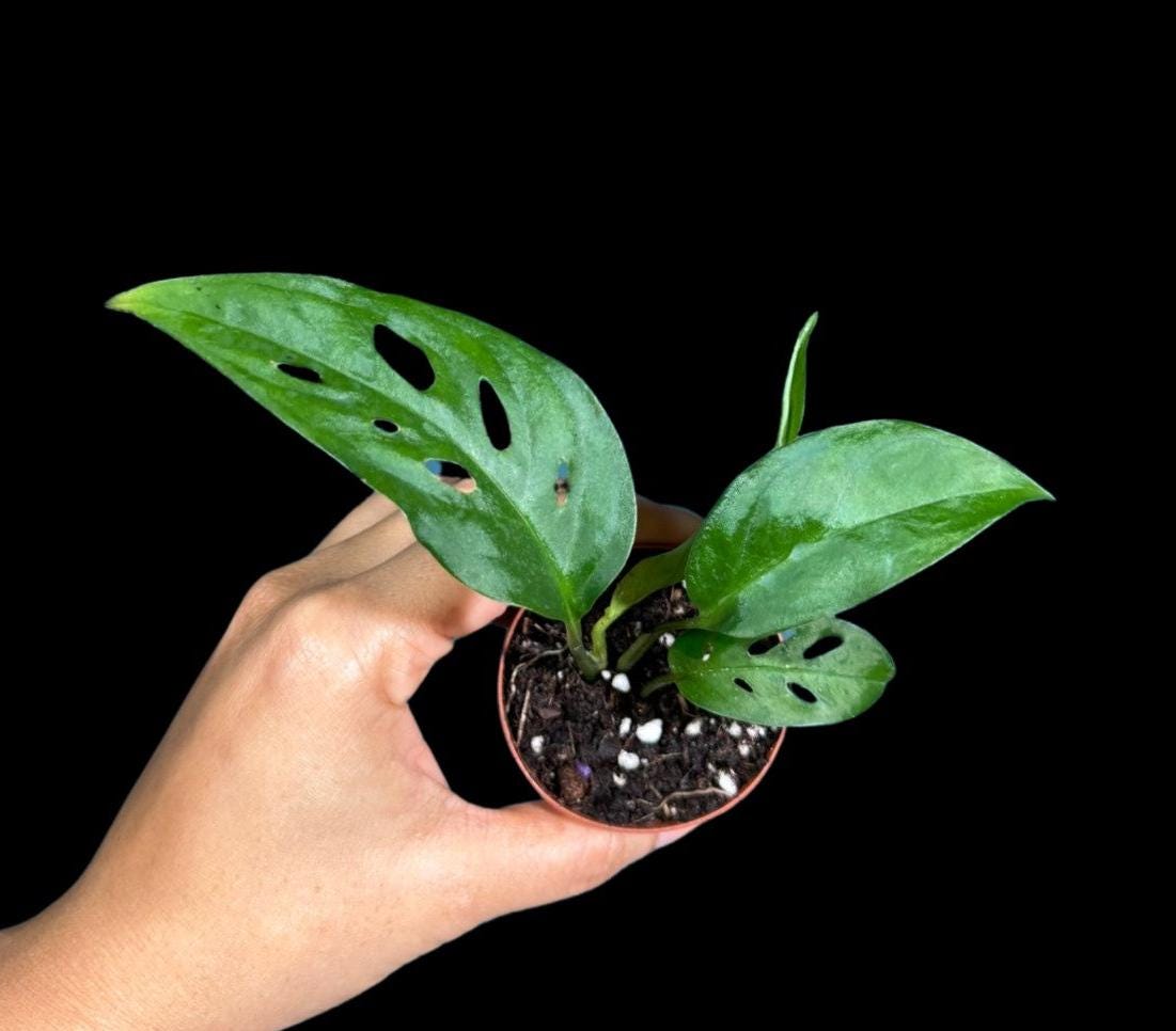 Monstera Swiss Cheese Potted Plant - Monstera Adansonii - Swiss Plants - Live Indoor Plant - Monstera Plant- Air Purification Houseplant