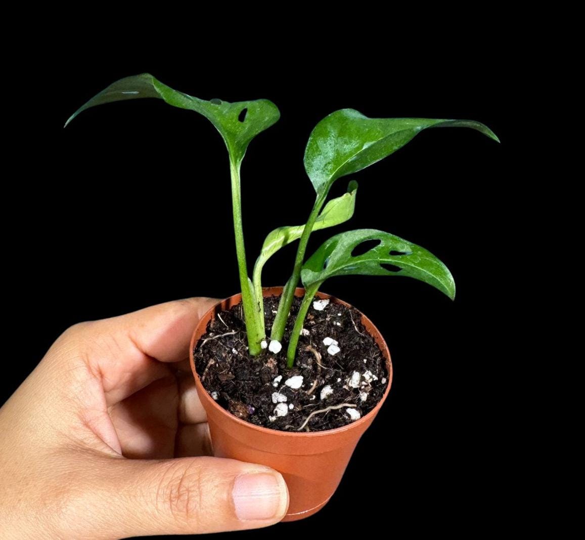 Monstera Swiss Cheese Potted Plant - Monstera Adansonii - Swiss Plants - Live Indoor Plant - Monstera Plant- Air Purification Houseplant
