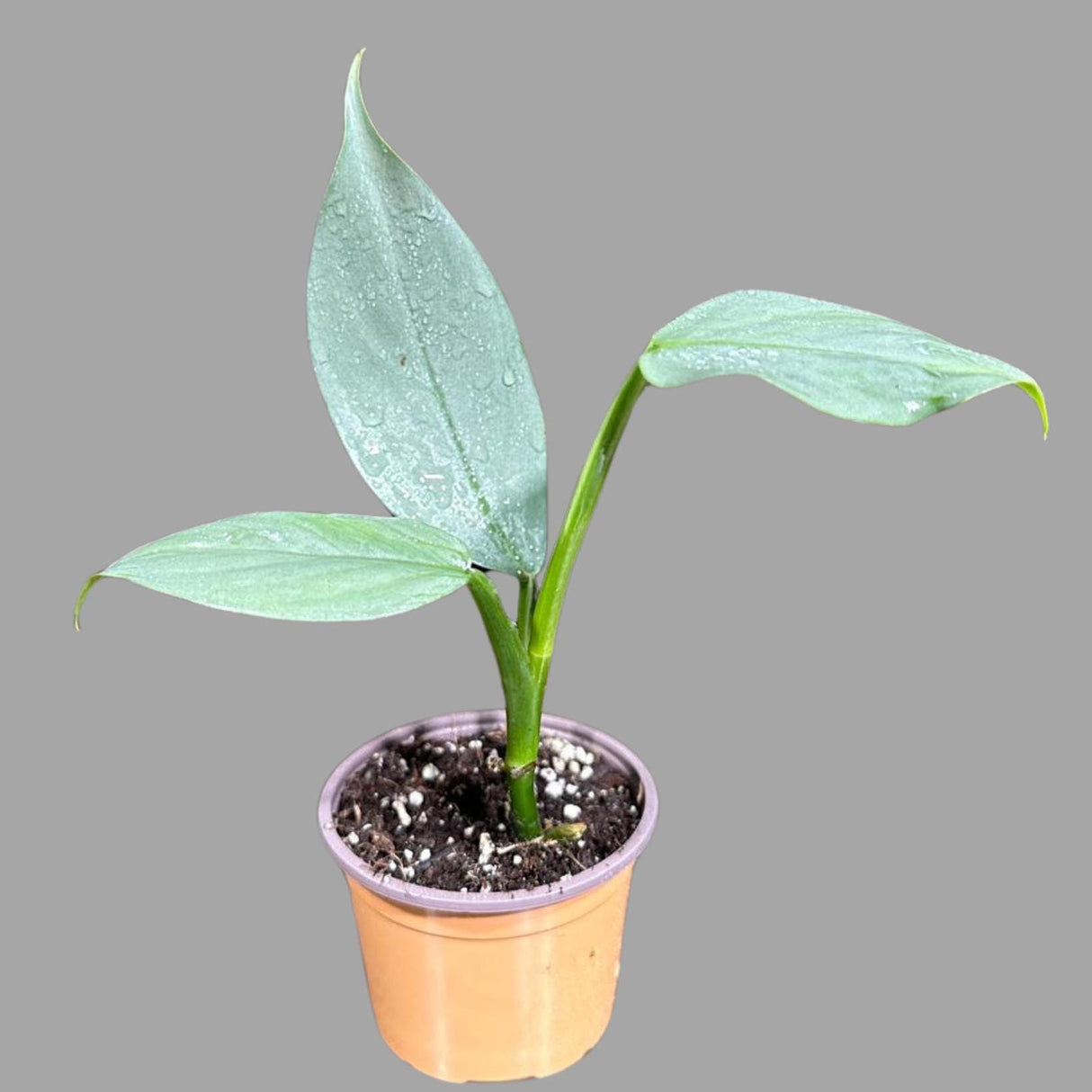 Philodendron Silver Sword Plant in a 2" Pot| Indoor & Outdoor Live House plant | Unique Tropical Plants | Office Plant, Gift Plants