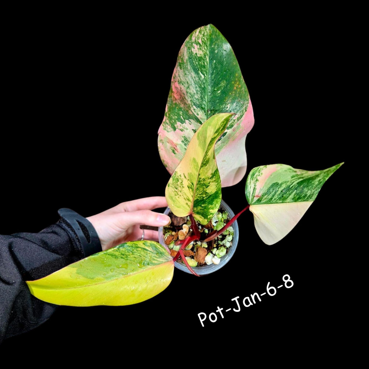 Variegated Philodendron Strawberry Shake in a Nursery Pot- Rare Strawberry potted Plant - Collector GIFT Plant - US Seller