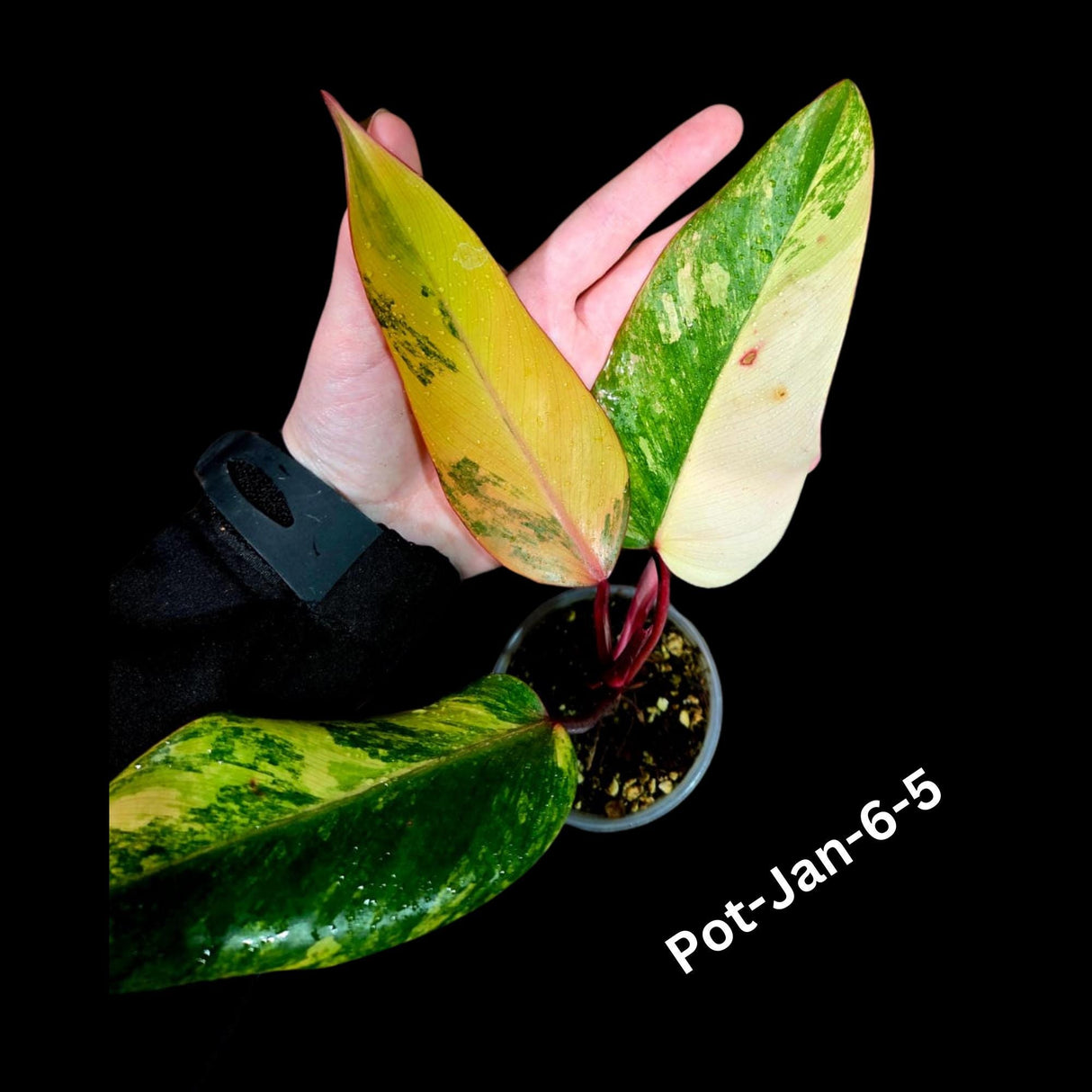 Variegated Philodendron Strawberry Shake in a Nursery Pot- Rare Strawberry potted Plant - Collector GIFT Plant - US Seller