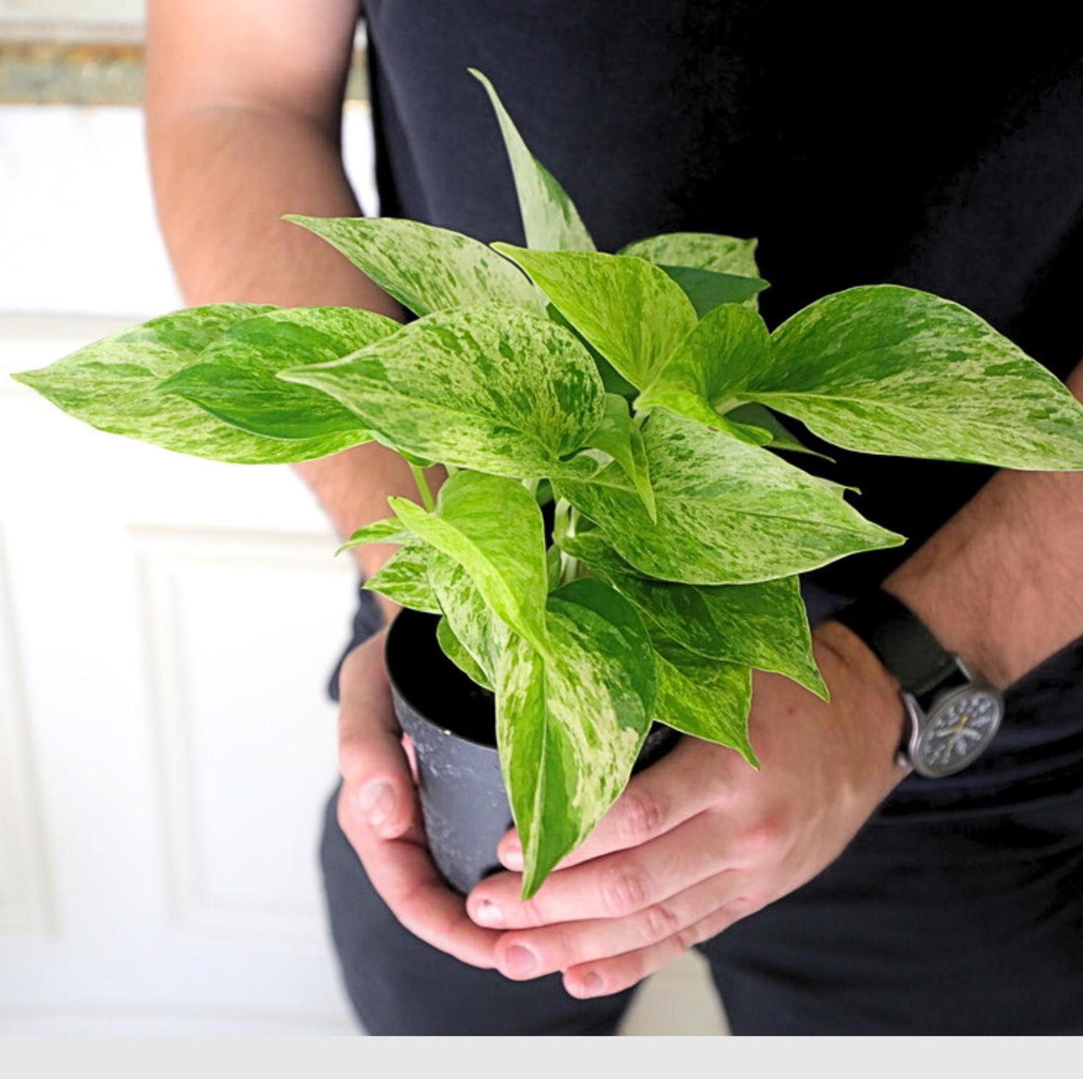 Live Marble Pothos in 3" Pot - Variegated Pothos - Low Light Plant For Beginner Friendly Plant - Bedroom Plant - Air Purifier Plant