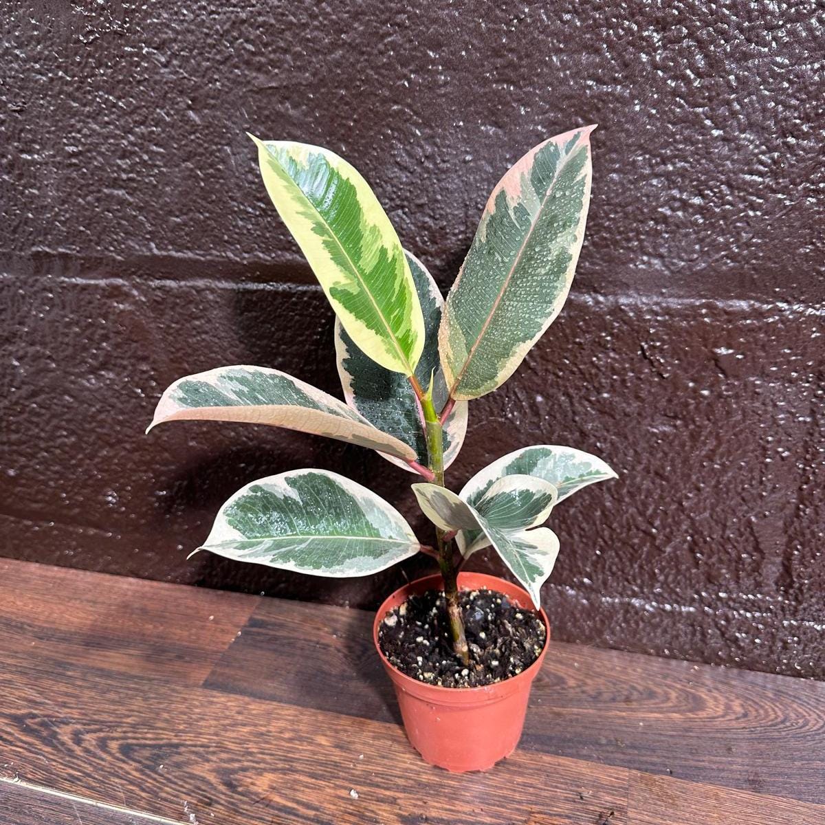 Variegated Ficus Elastica Tineke Rubber Plant - Mature Rubber Tree - Variegated Tropical Easy Care Plant - Gift Houseplant