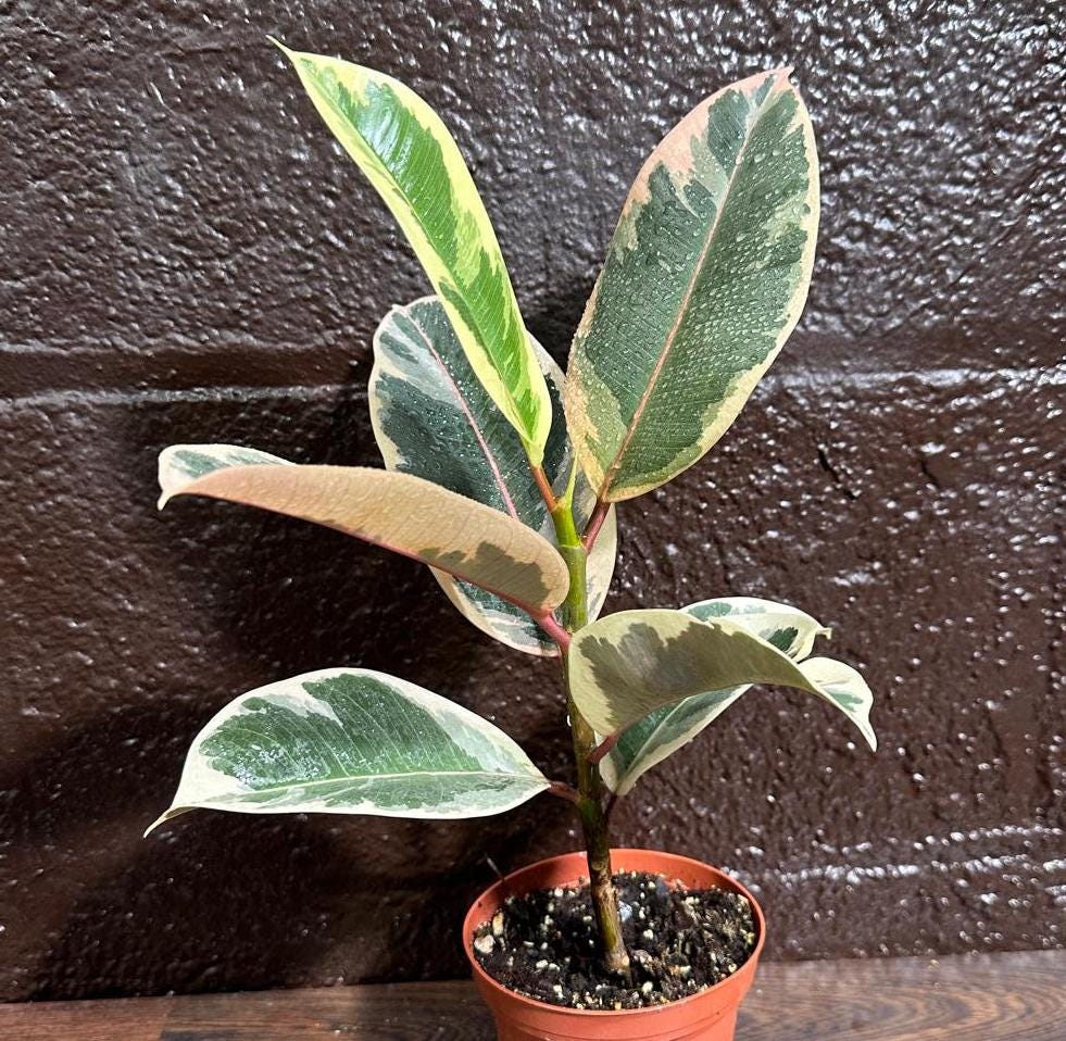 Variegated Ficus Elastica Tineke Rubber Plant - Mature Rubber Tree - Variegated Tropical Easy Care Plant - Gift Houseplant