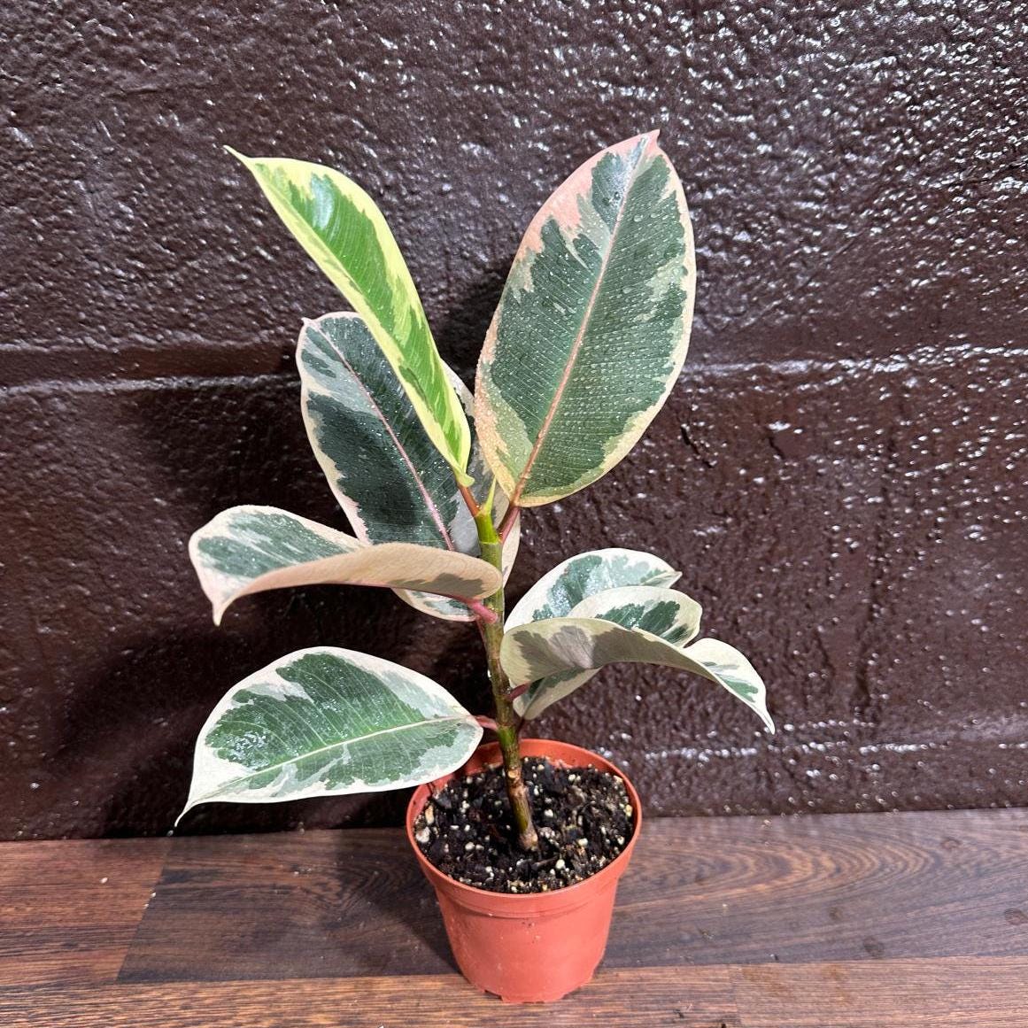 Variegated Ficus Elastica Tineke Rubber Plant - Mature Rubber Tree - Variegated Tropical Easy Care Plant - Gift Houseplant