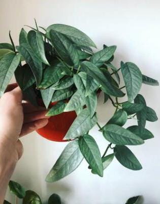 Epipremnum Pinnatum Cebu Blue Pothos Live Plant 2" | Low Light Easy Climbing Terrarium Houseplants | Indoor Plant For Kids, Father, Grandma