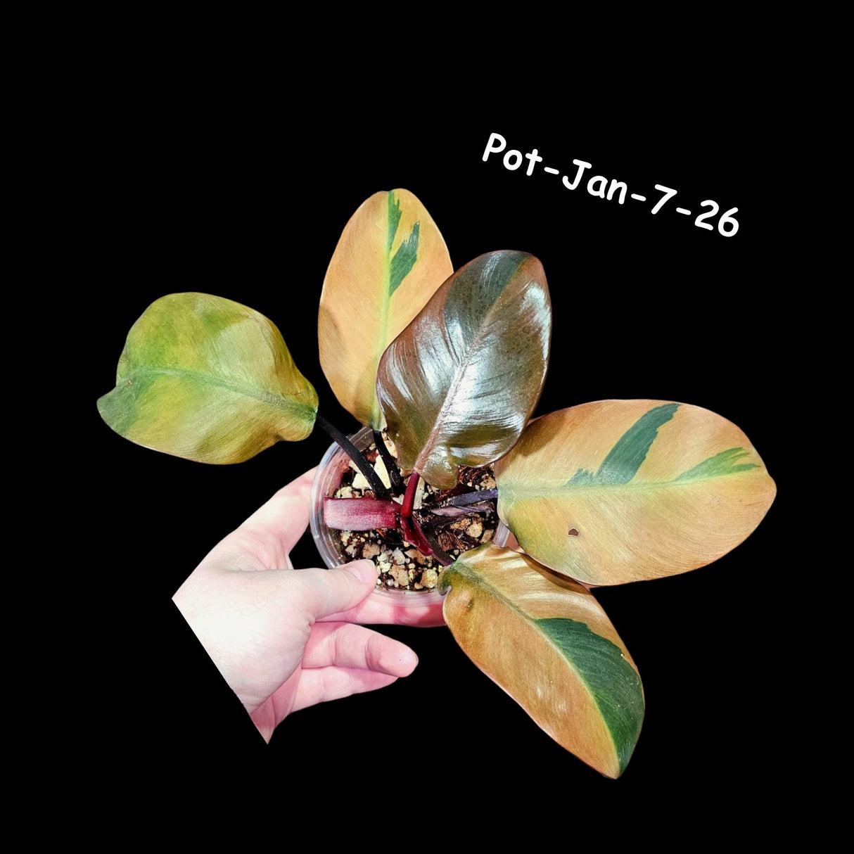 Variegated Black Cardinal Philodendron in a Nursery Pot - RARE Collector Plant - Very Hard to Come By - Exact Same Potted Plant - US Seller
