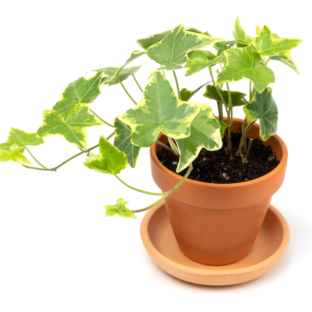 Variegated English Ivy Live Plant 3" - Gold Ivy Indoor plant - Low Light Vining Houseplant - Plant - Air Purifying variegated terrarium Plant