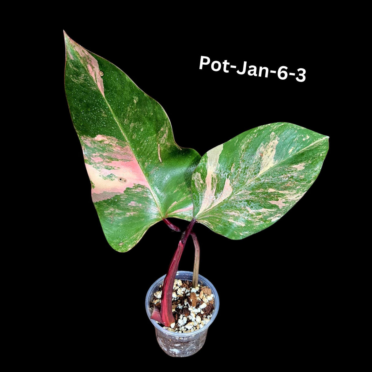 Variegated Philodendron Strawberry Shake in a Nursery Pot- Rare Strawberry potted Plant - Collector GIFT Plant - US Seller