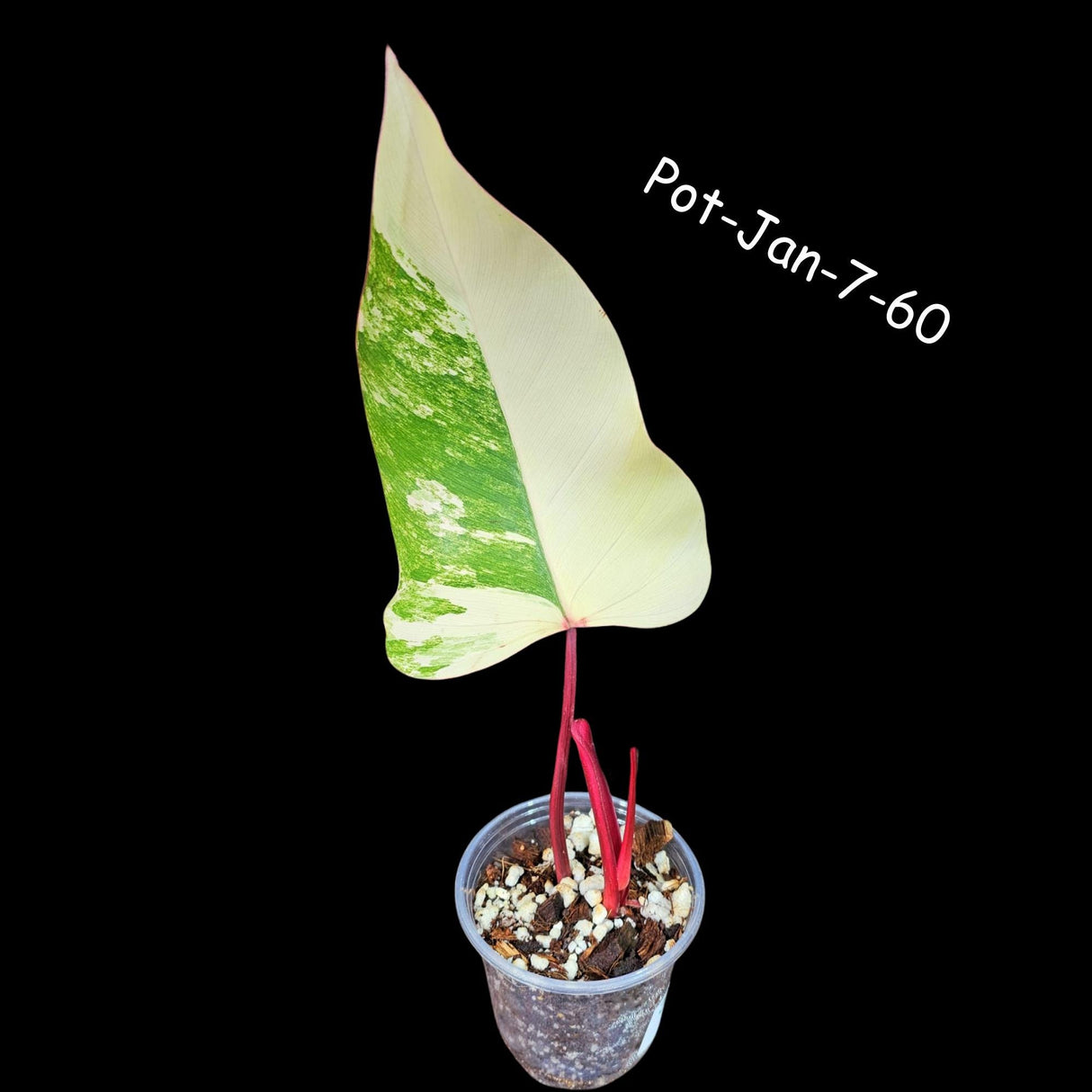 Variegated Philodendron Strawberry Shake in a Nursery Pot- Rare Strawberry potted Plant - Collector GIFT Plant - US Seller