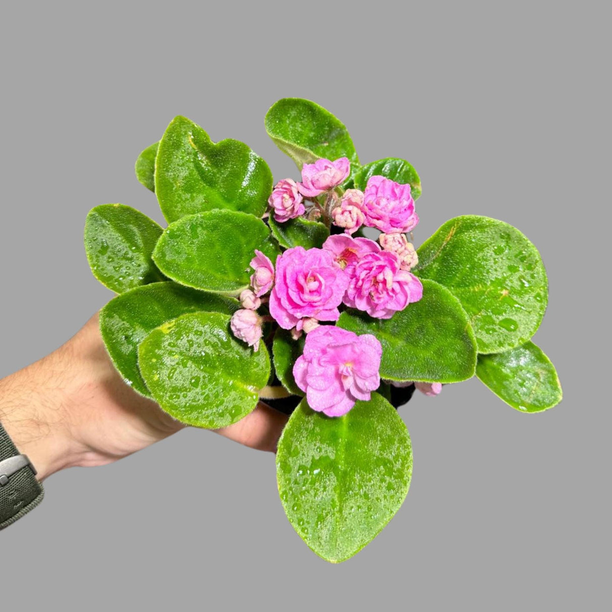 African Violet Live Plant in a Nursery Pot - Pink Rosette Violet - Blooming Indoor Plant - Mini Gift Plant -Low Light Houseplant - US SELLER