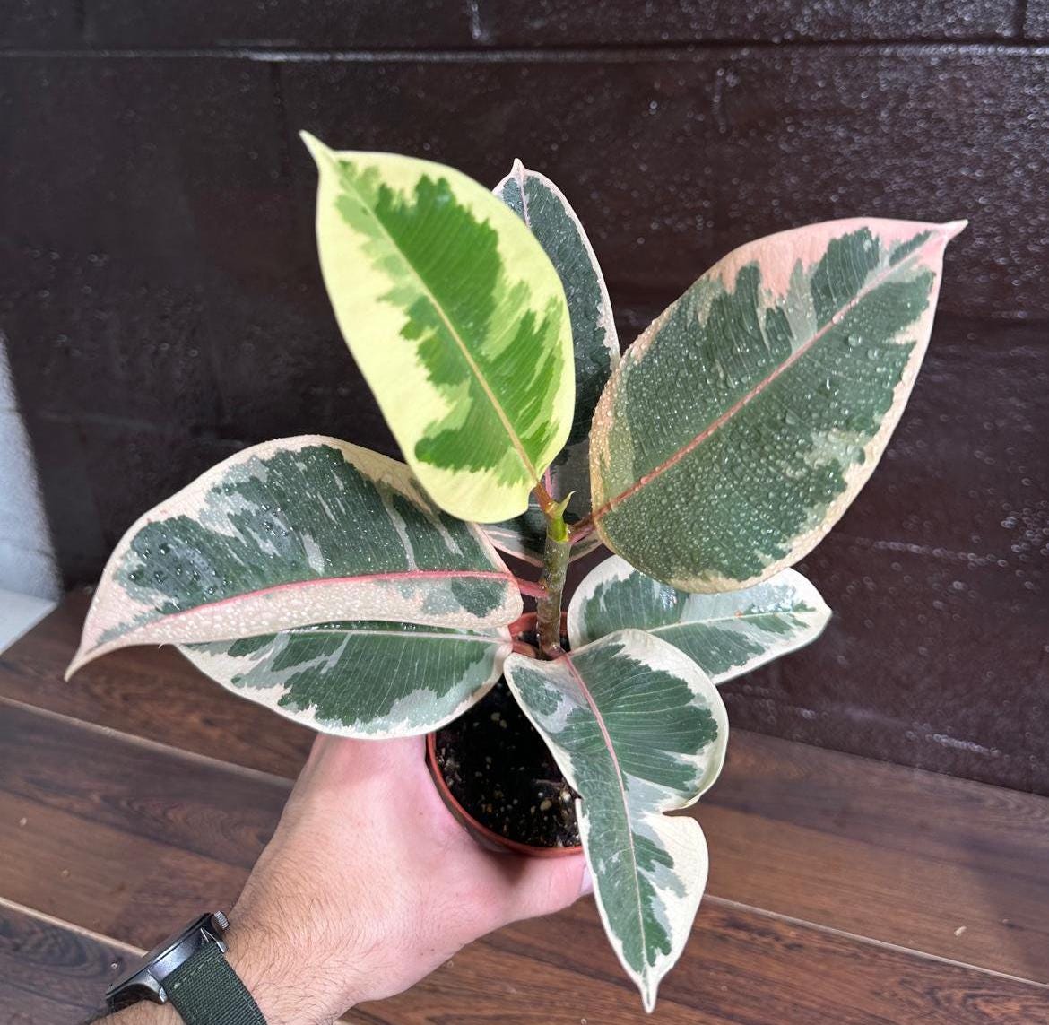 Variegated Ficus Elastica Tineke Rubber Plant - Mature Rubber Tree - Variegated Tropical Easy Care Plant - Gift Houseplant