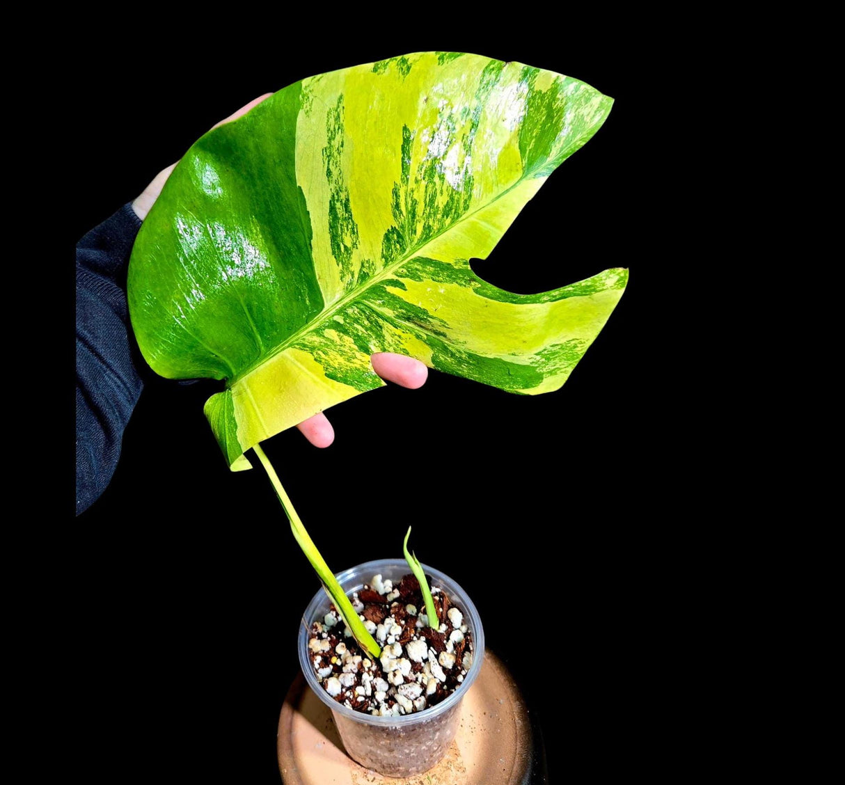 Monstera Aurea Variegated Borsigiana in a Nursery Pot - Monstera Aurea Top Cut Potted Plant - Monstera Marmota - Similar Plant as images