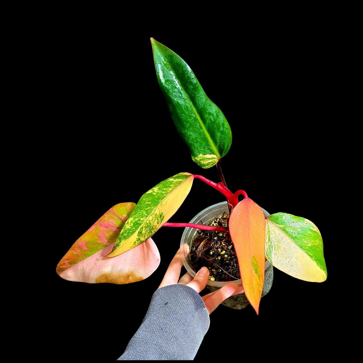 Variegated Philodendron Strawberry Shake in a Nursery Pot - Large Strawberry Shake RARE collector plant - Live Indoor Plant - US seller