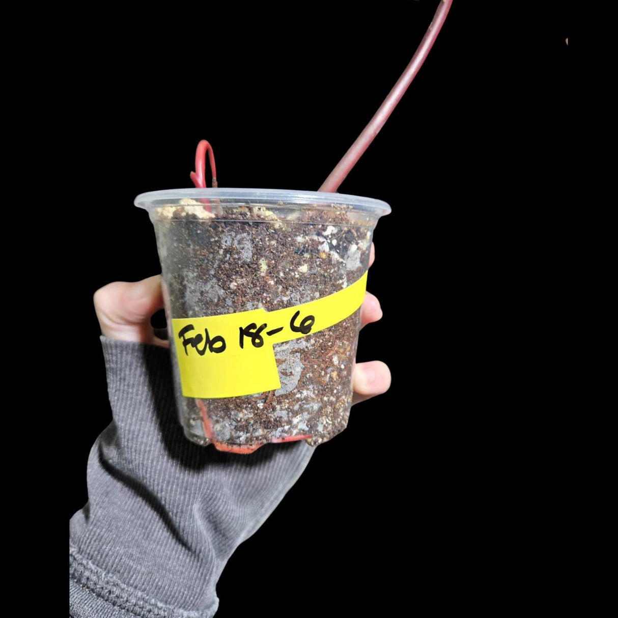 Variegated Philodendron Strawberry Shake in a Nursery Pot - Strawberry Shake RARE Collector Single Leaf Plant - Live Indoor Plant -US seller