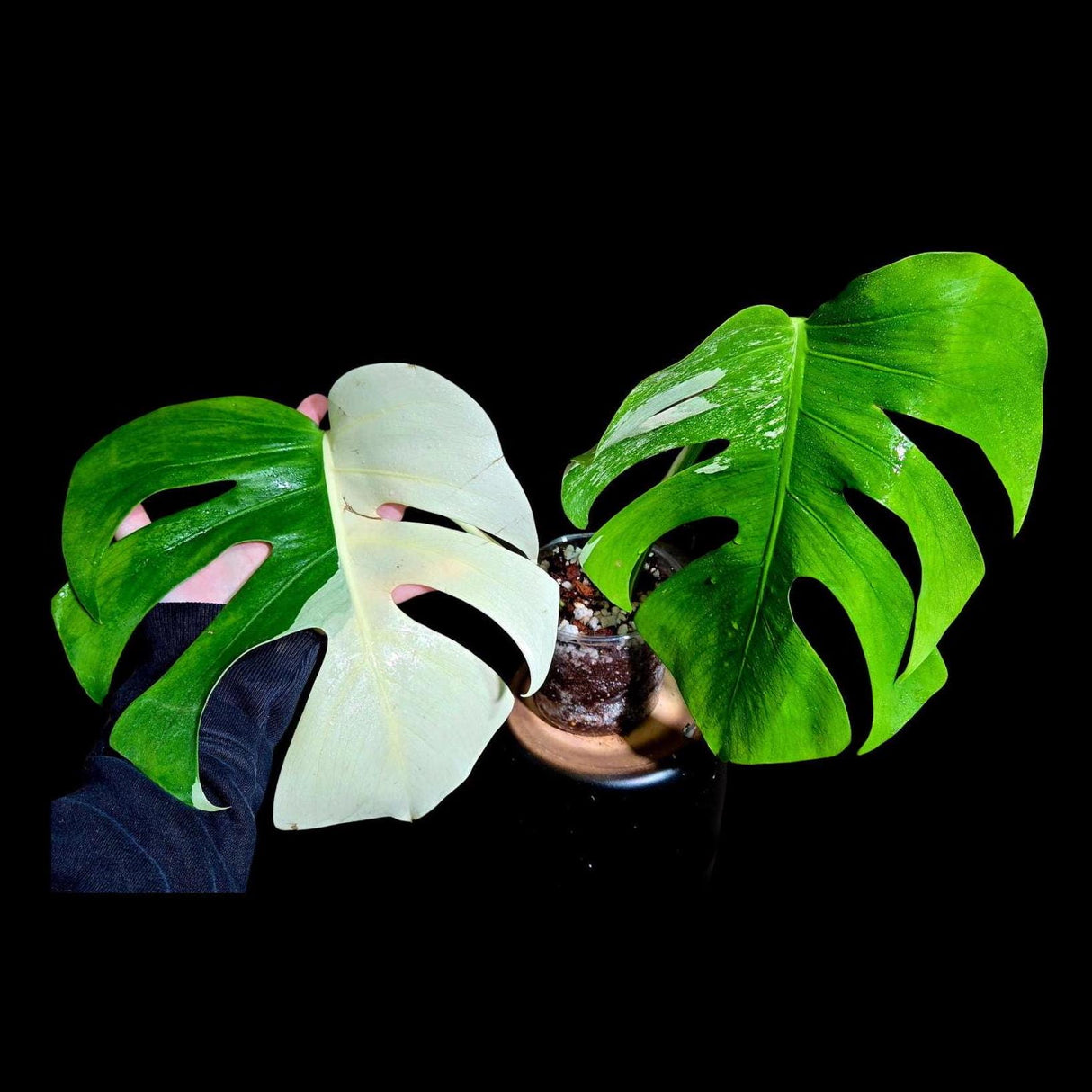 Variegated Monstera Albo Plant - Rare Indoor White Monstera Albo Borsigiana Plant - Albo Monstera - US Seller - Rare Houseplant -EXACT Plant