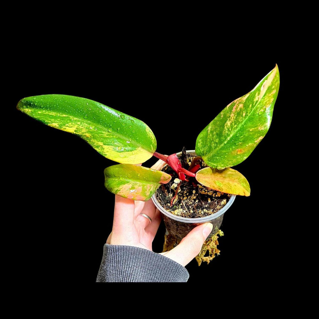 Variegated Philodendron Strawberry Shake in a Nursery Pot - Strawberry Shake RARE Collector Plant - Live Indoor Plant - US seller