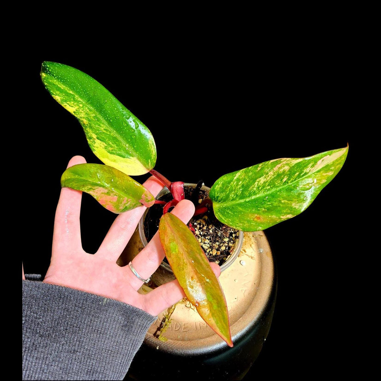 Variegated Philodendron Strawberry Shake in a Nursery Pot - Strawberry Shake RARE Collector Plant - Live Indoor Plant - US seller