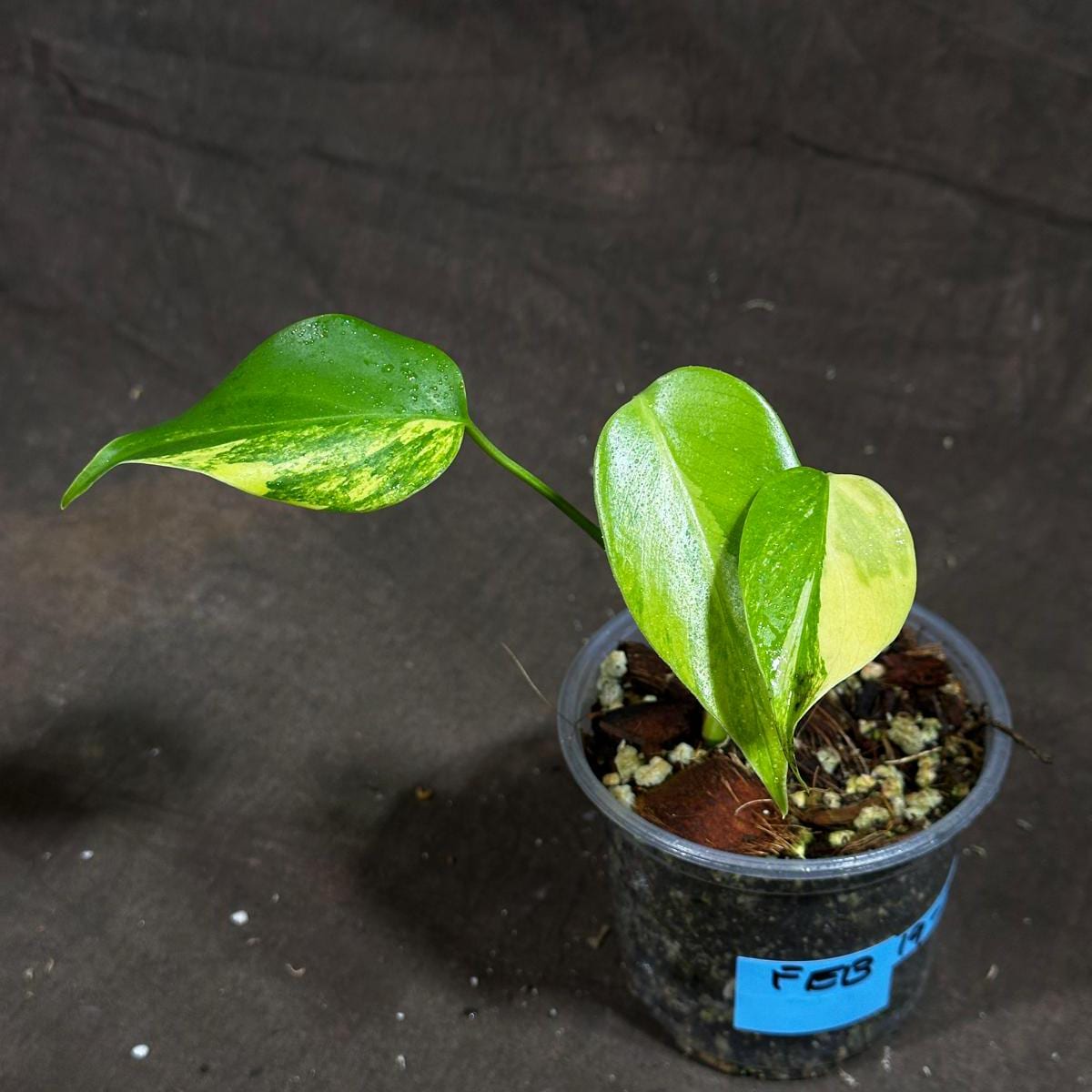 Monstera Aurea Variegated Borsigiana in a Nursery Pot - Monstera Aurea Baby Plant - Monstera Marmota - Baby Monstera Aurea - US Seller