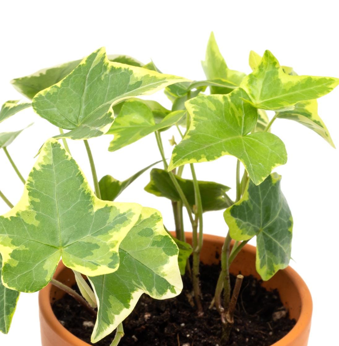 Variegated English Ivy Live Plant 3" - Gold Ivy Indoor plant - Low Light Vining Houseplant - Plant - Air Purifying variegated terrarium Plant
