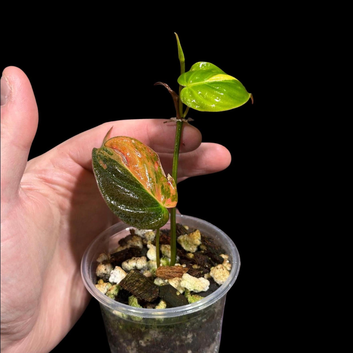 Rare Variegated Philodendron Mican Aurea in a Nursery Pot - Rare Collector Plant - Mican Aurea Gift Houseplant - Live Plant - US SELLER