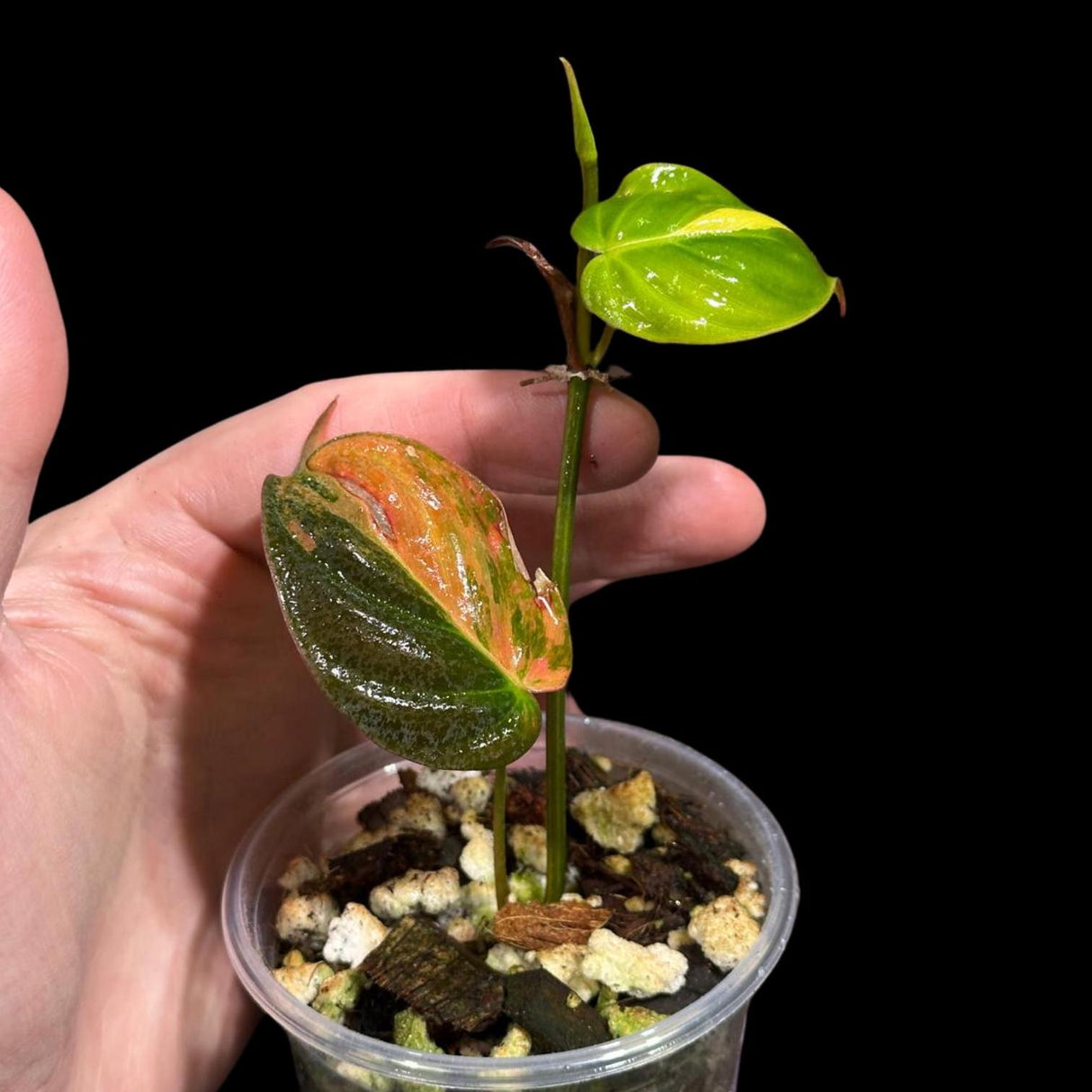 Rare Variegated Philodendron Mican Aurea in a Nursery Pot - Rare Collector Plant - Mican Aurea Gift Houseplant - Live Plant - US SELLER