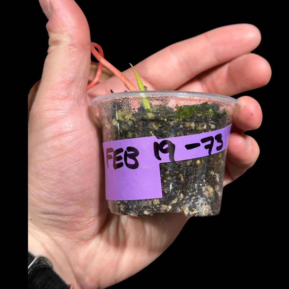 Rare Variegated Philodendron Mican Pink Single Leaf Plant in a Nursery Pot- Live Plant - Rare Plant - US Seller - SAME Pot as the image