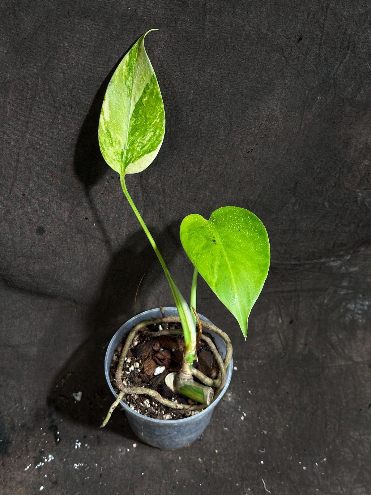 Monstera Aurea Variegated Borsigiana in a Nursery Pot - Monstera Aurea Baby Leaf Plant - Monstera Marmota - US Seller - Exact Plant