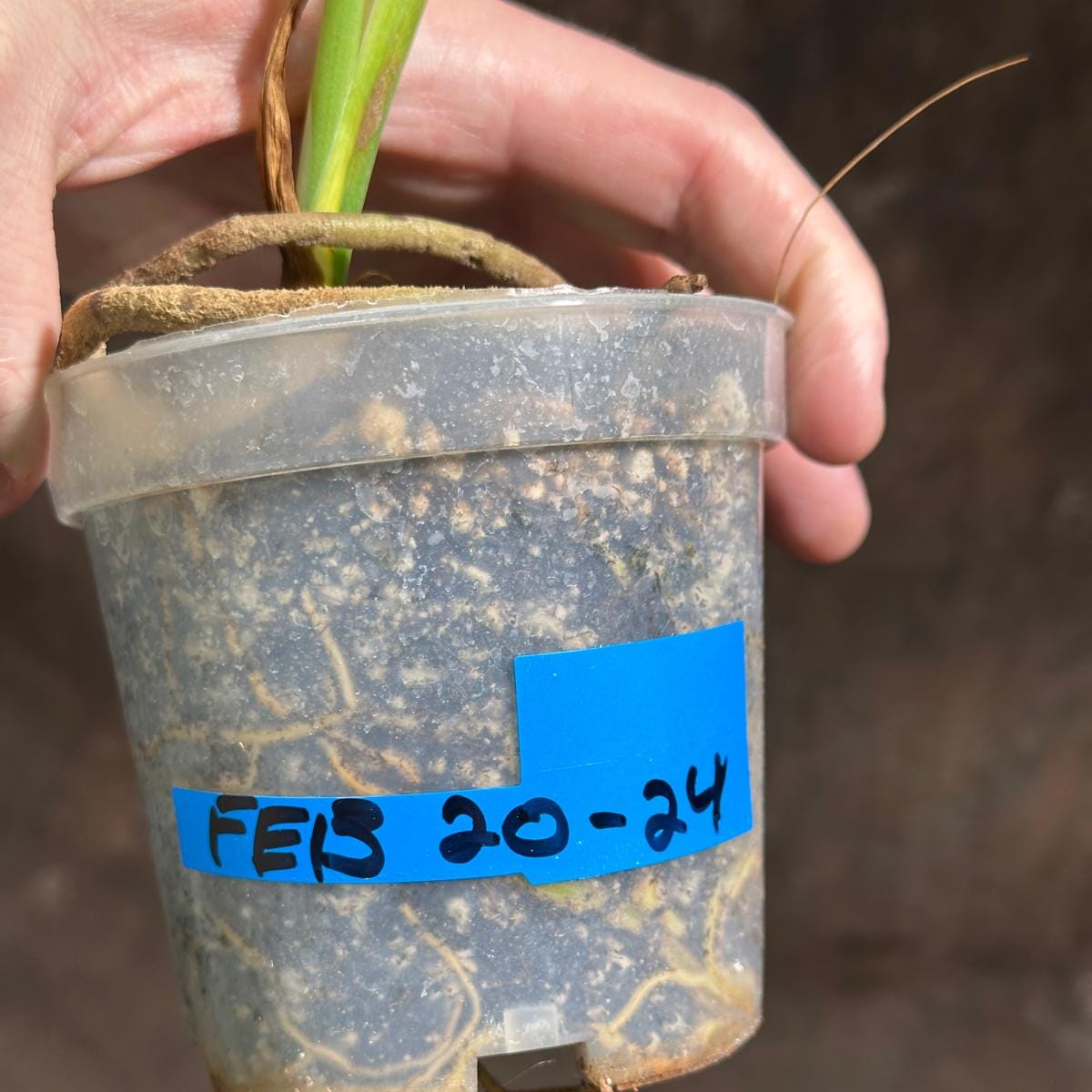 Monstera Aurea Variegated Borsigiana in a Nursery Pot - Monstera Aurea Baby Leaf Plant - Monstera Marmota - US Seller - Exact Plant
