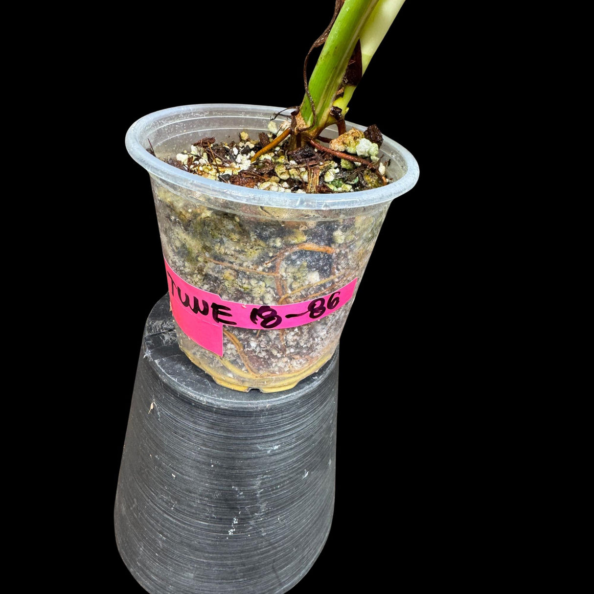 Variegated Syngonium Chiapense Plant in a Nursery Pot - Variegated Syngonium Chiapense - Chiapense Variegated - US SELLER