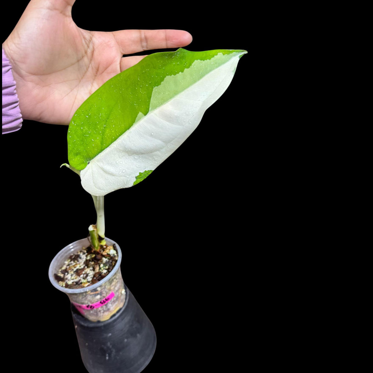 Variegated Syngonium Chiapense Plant in a Nursery Pot - Variegated Syngonium Chiapense - Chiapense Variegated - US SELLER