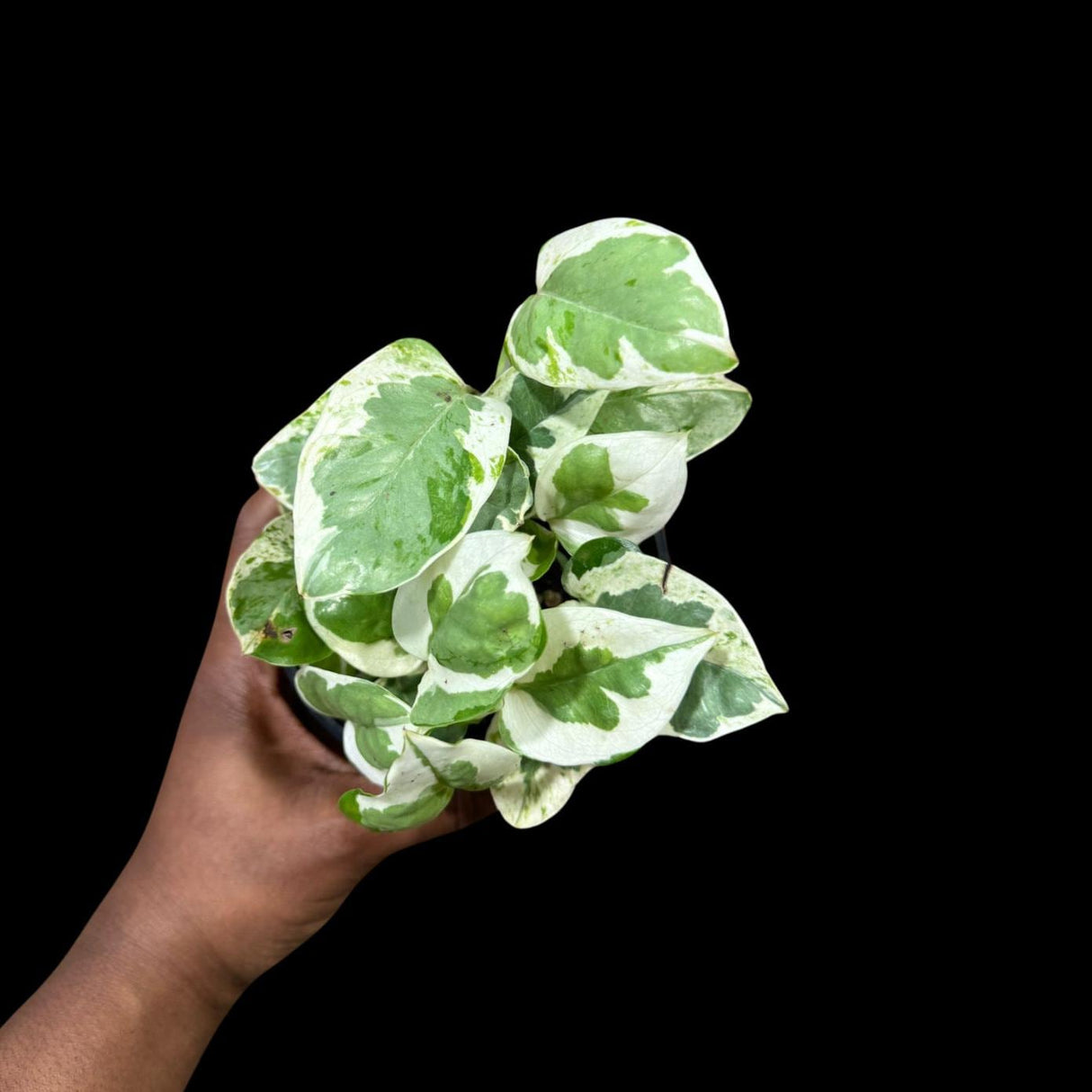 Rare N'Joy Pothos in 4" Pot- White Variegated Indoor Vines - Low light plant Houseplant- EXACT same plant