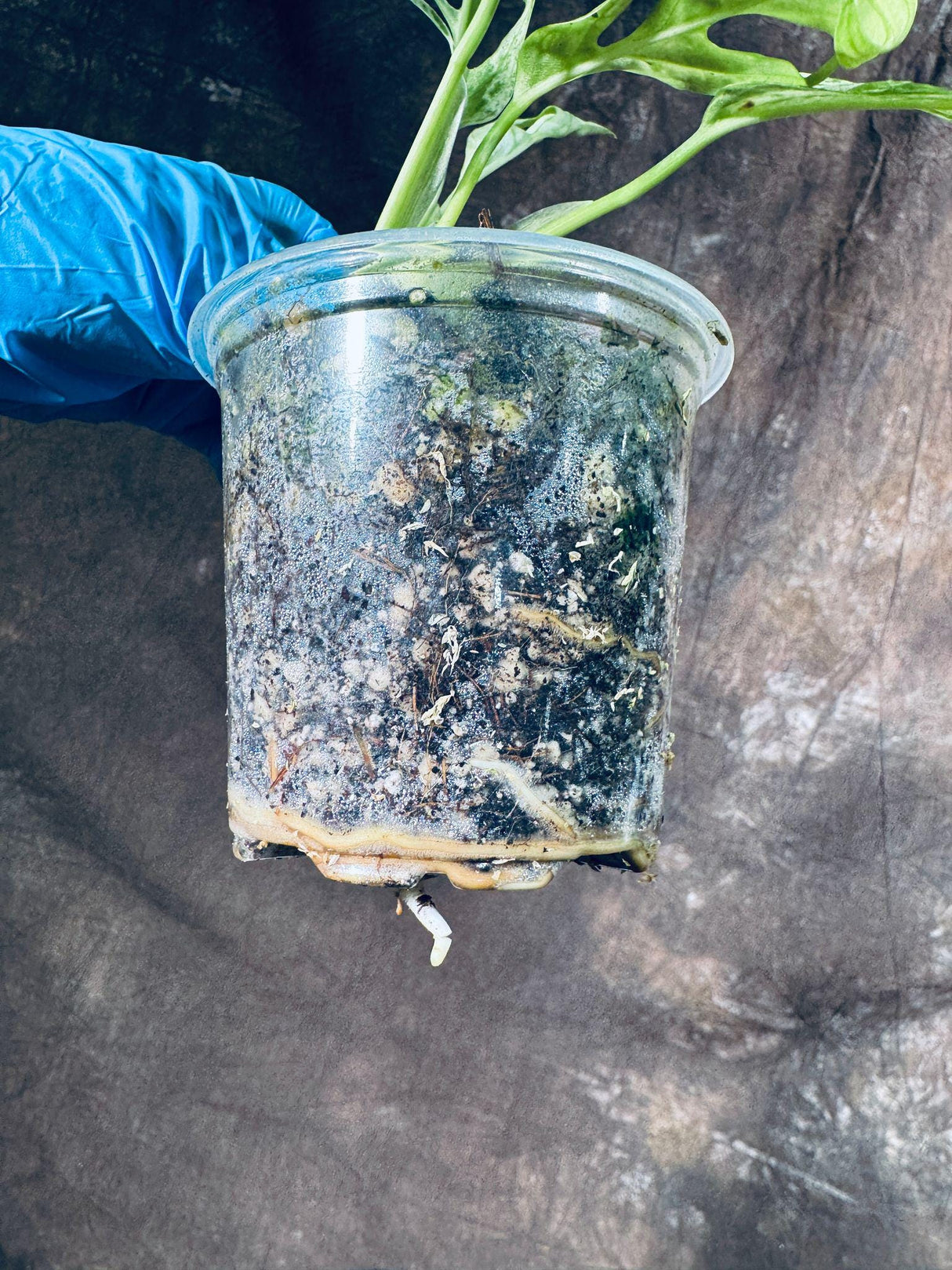 Variegated Monstera Acuminata Mottled Plant in a Nursery Pot - Rare Collector Indoor Plant - Live Plant - Exact same plant - US SELLER