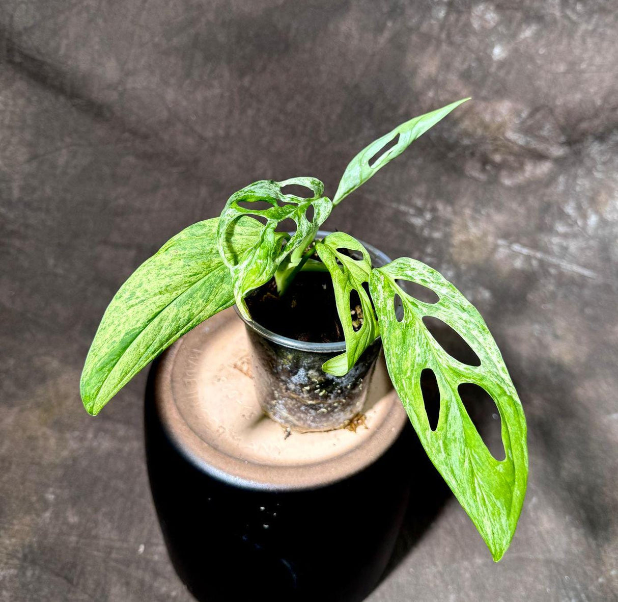 Variegated Monstera Acuminata Mottled Plant in a Nursery Pot - Rare Collector Indoor Plant - Live Plant - Exact same plant - US SELLER