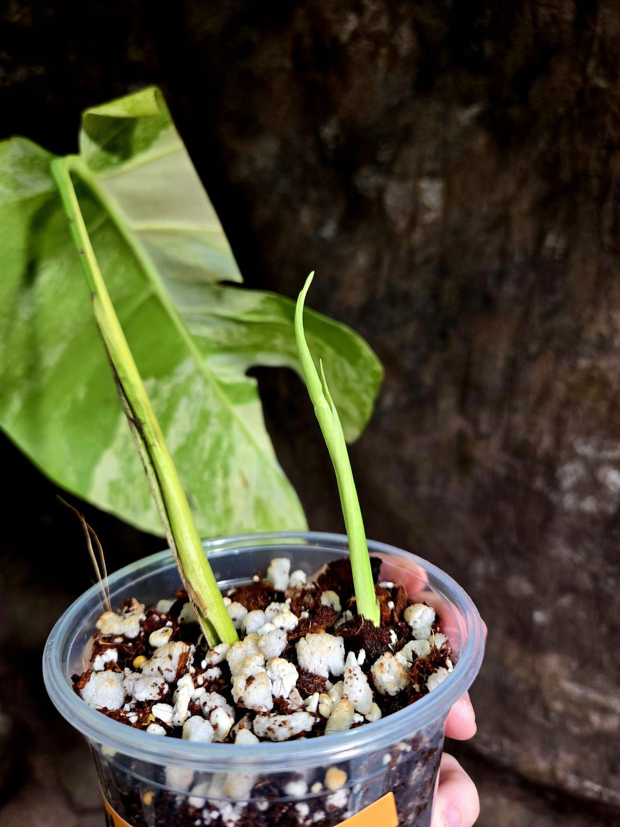 Monstera Aurea Variegated Borsigiana in a Nursery Pot - Monstera Aurea Top Cut Potted Plant - Monstera Marmota - Similar Plant as images